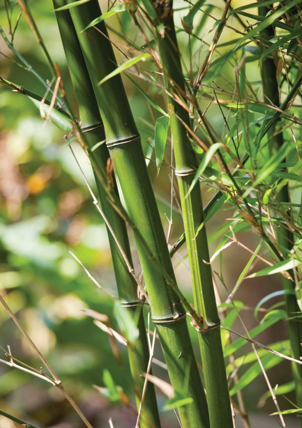 Seeds Of Strength young bamboo sprouts forming a dense vertical screen.