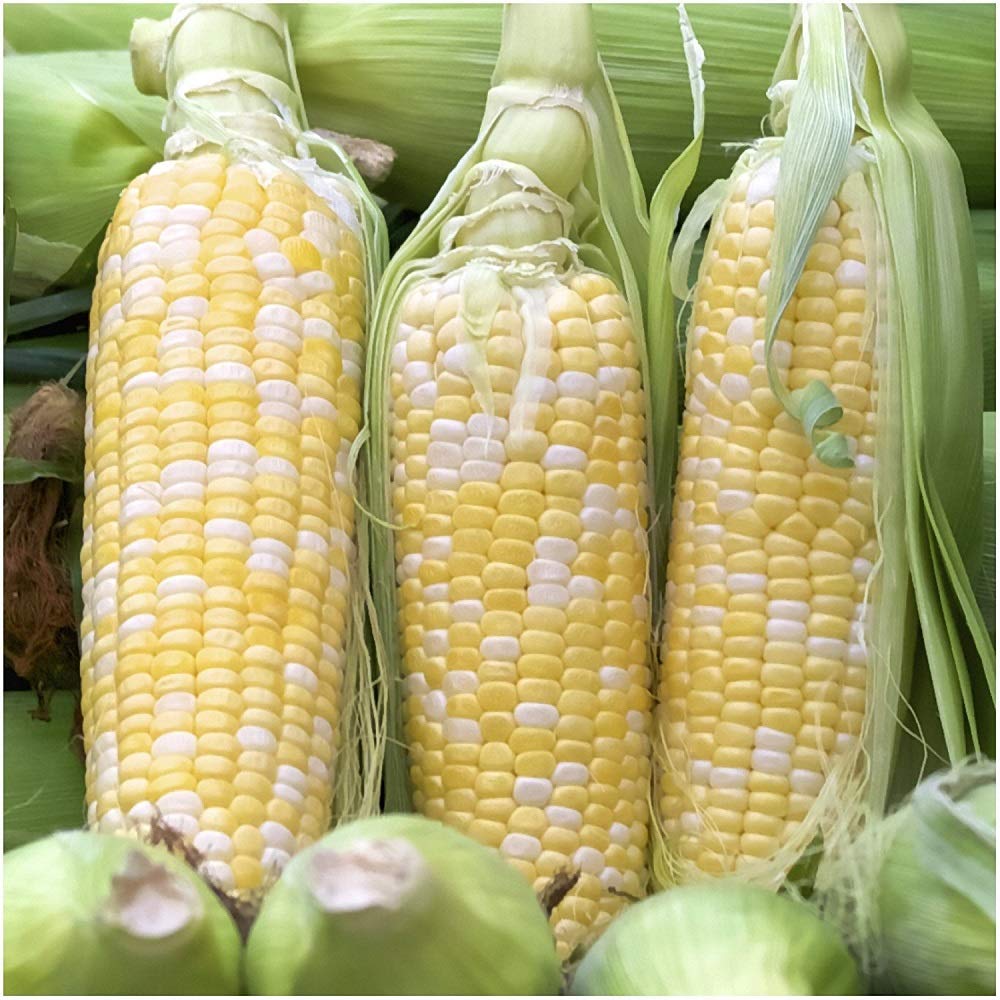 Seeds2Go bi-color corn ear close-up with two-tone kernels for fresh meals.