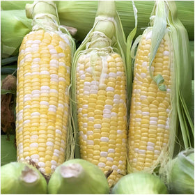 Seeds2Go bi-color corn ear close-up with two-tone kernels for fresh meals.