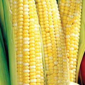 Seeds2Go bi-color corn ears ready for harvest, cooking, or freezing.