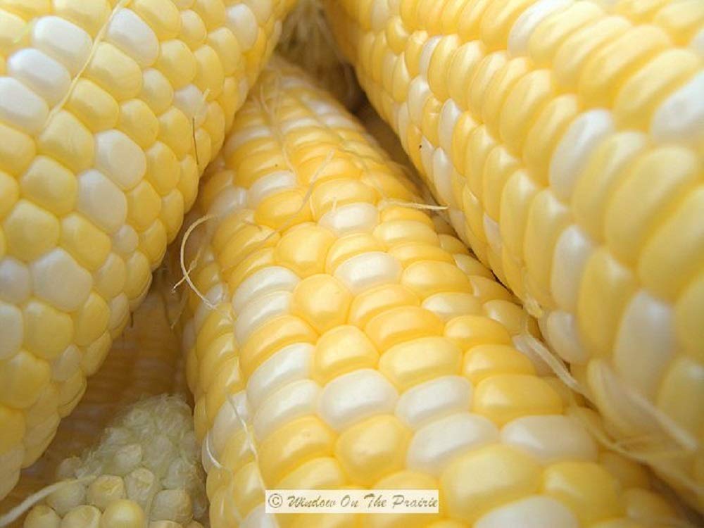 Seeds2Go bi-color corn stalk tall growth signals a robust, high-yield harvest.