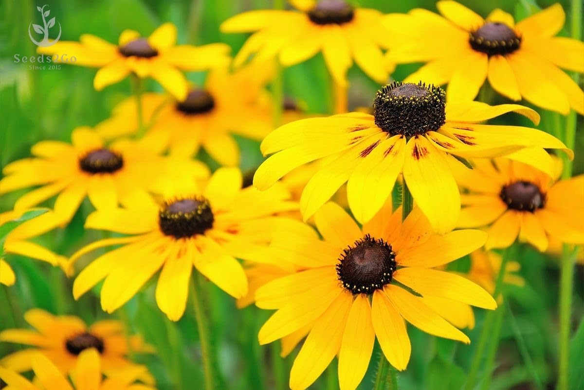 Seeds2Go Black-Eyed Susan bloom close-up shows vivid yellow petals