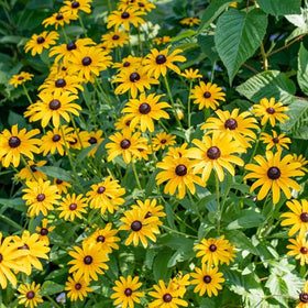 Seeds2Go Black-Eyed Susan seed pack ready for planting with bold, sunny blooms