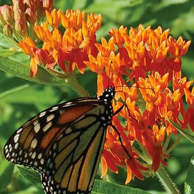 Seeds2Go blooming orange butterfly milkweed clusters attract nectar-seeking pollinators.
