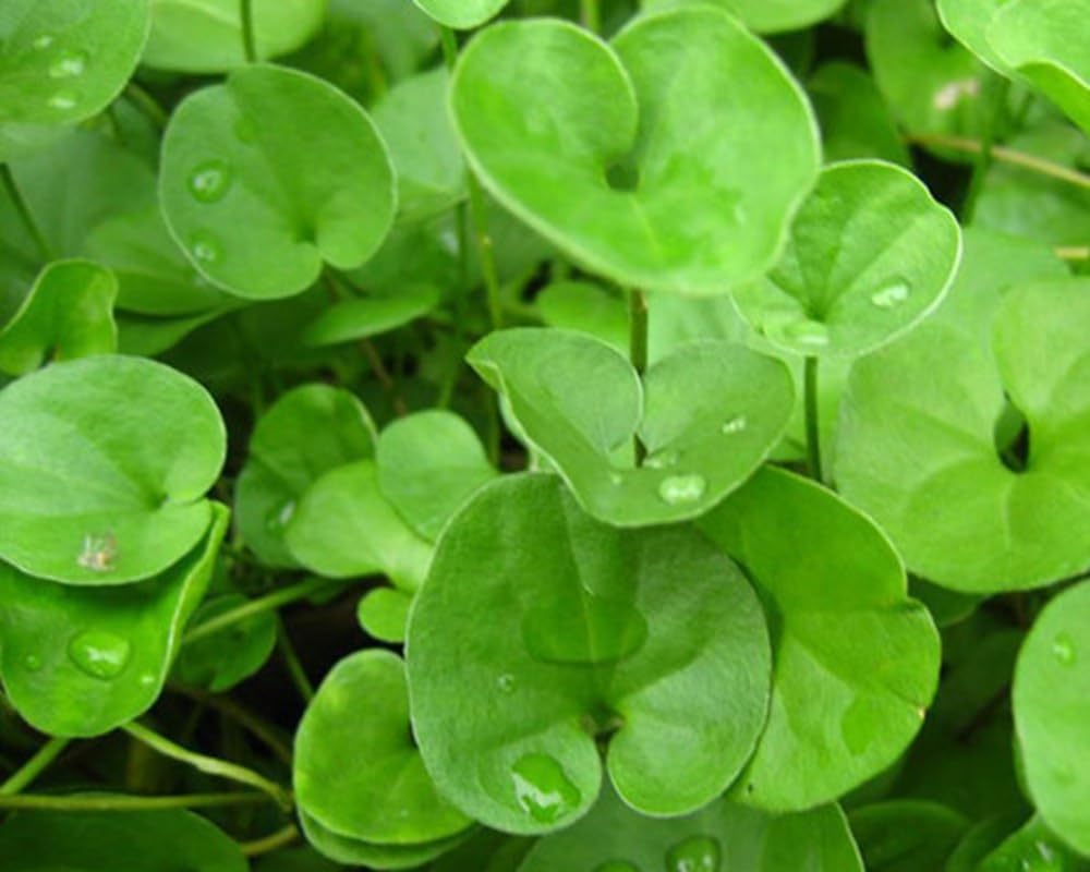 Seeds2Go Dichondra Repens dense-groundcover shows lush carpet-like lawn in limited spaces.