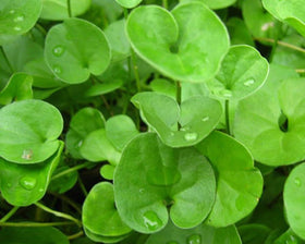 Seeds2Go Dichondra Repens dense-groundcover shows lush carpet-like lawn in limited spaces.