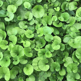 Seeds2Go Dichondra Repens germination-closeup reveals rapid sprouting with consistent moisture.