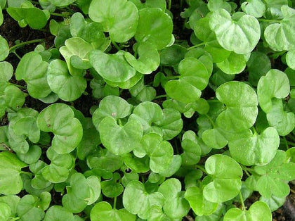 Seeds2Go Dichondra Repens seed packet demonstrates easy-to-grow ground cover for shady areas.