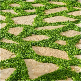 Seeds2Go Dichondra Repens shaded-garden highlights thriving growth in partial shade.