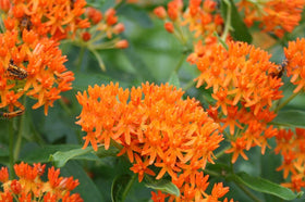 Seeds2Go full-sun drought-tolerant milkweed ready for dry garden borders.