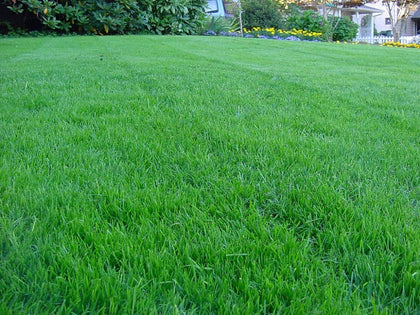 Seeds2Go Kentucky Bluegrass seed bag front view, durable lawn for foot traffic.