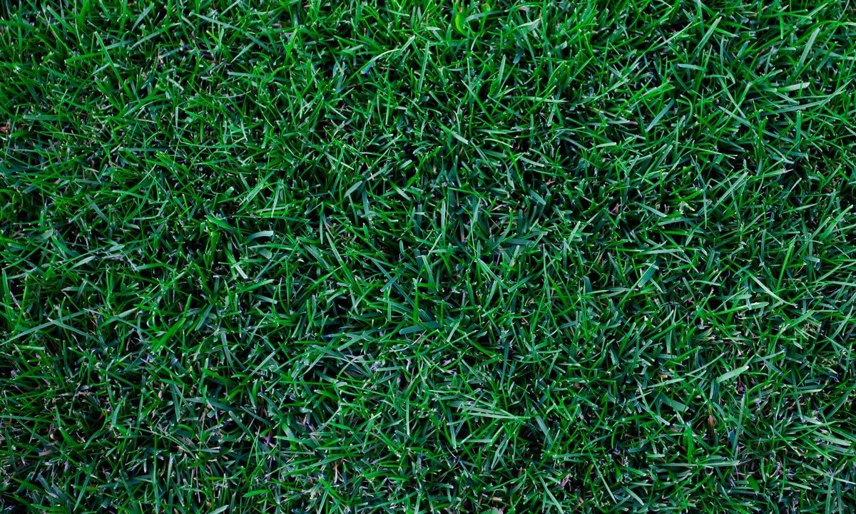 Seeds2Go Kentucky Bluegrass seed germination close-up shows 21–28 day establishment.