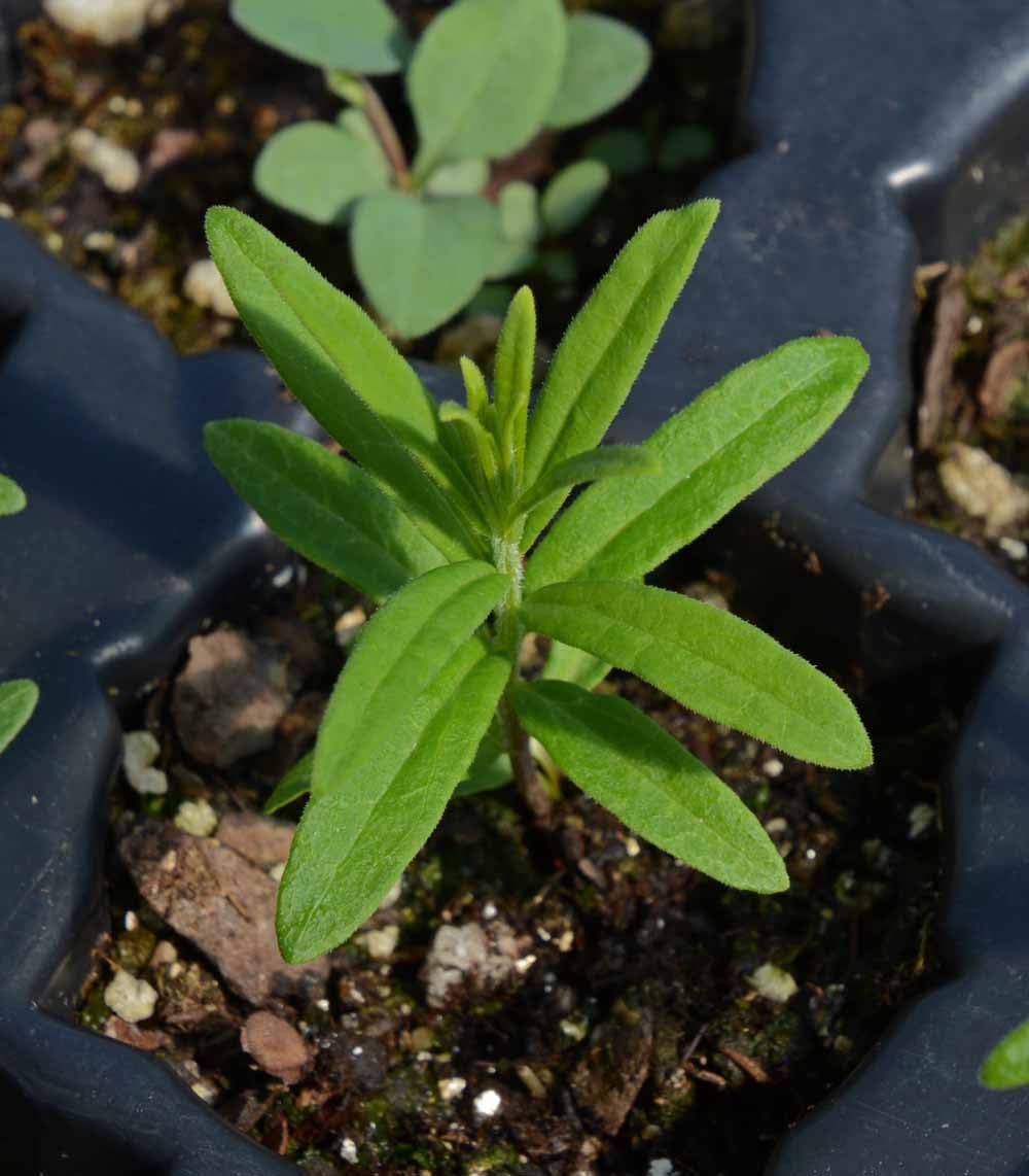 Seeds2Go monarch host plant milkweed seeds support butterfly life cycles.