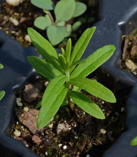 Seeds2Go monarch host plant milkweed seeds support butterfly life cycles.