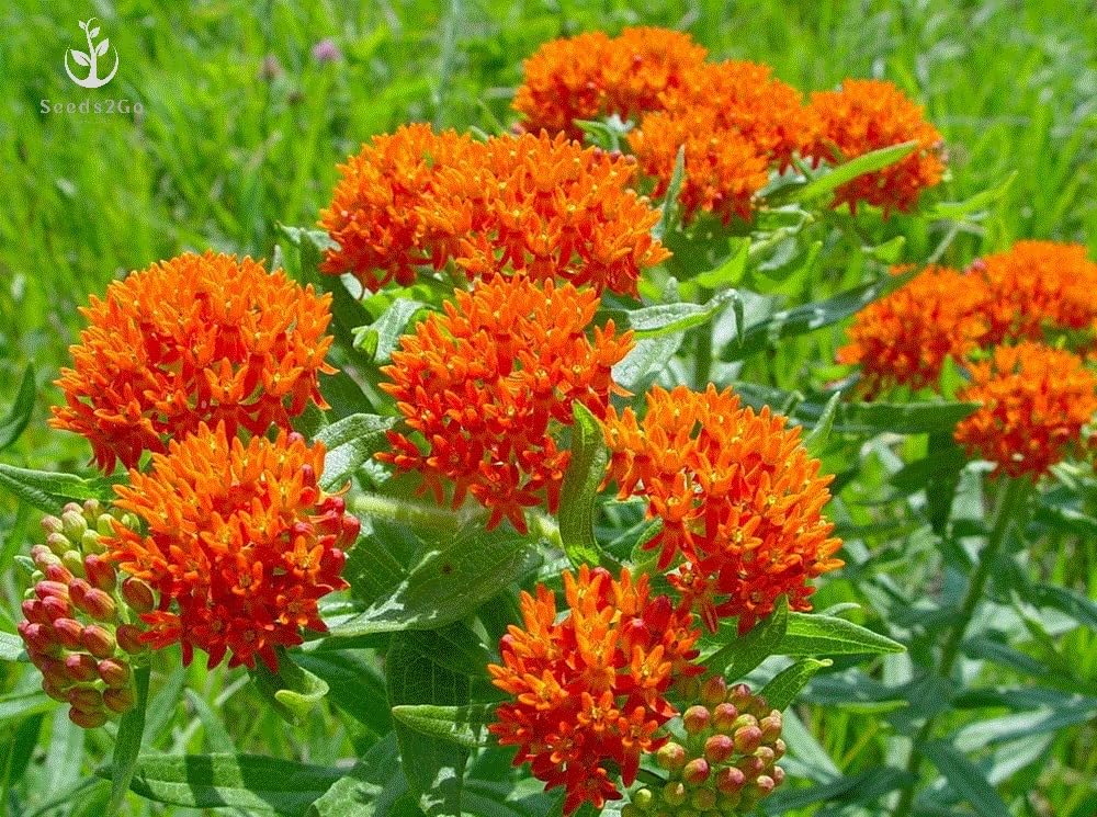 Seeds2Go orange butterfly milkweed seeds pack 100 for sunny pollinator beds.