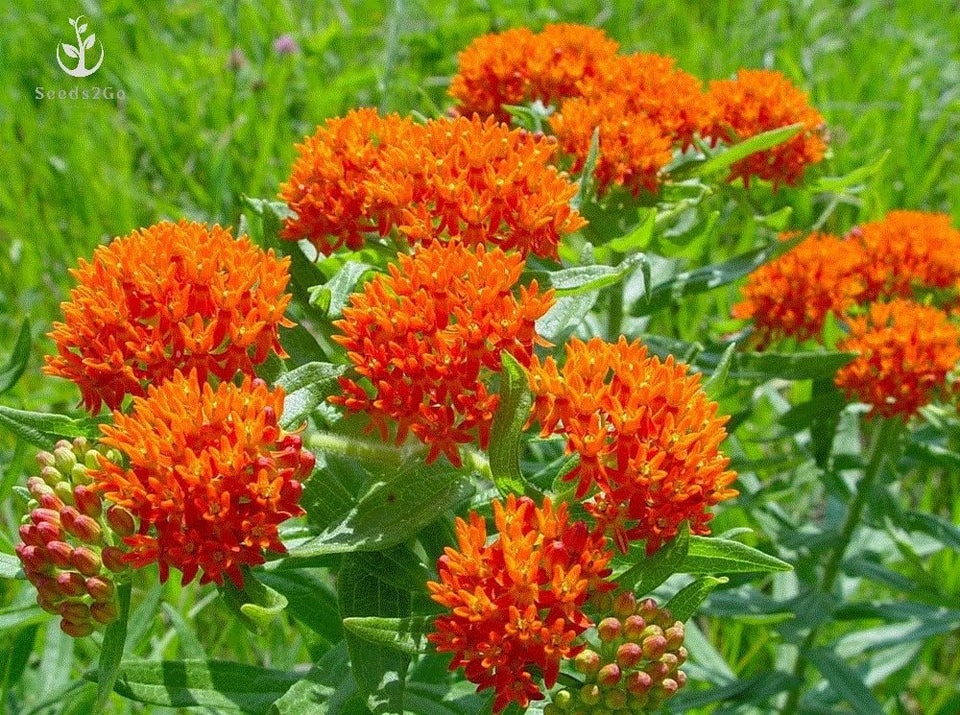 Seeds2Go orange butterfly milkweed seeds pack 100 for sunny pollinator beds.