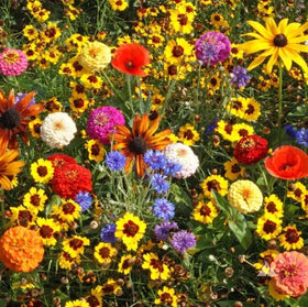 Seeds2Go premium wildflower seed mix blooms in sunlit beds, attracting pollinators.