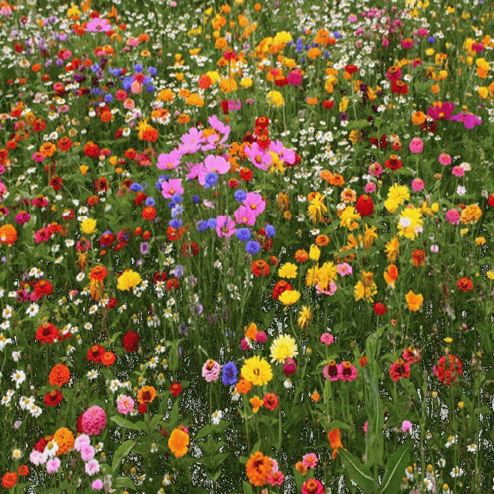 Seeds2Go premium wildflower seed mix shows vibrant blooms inviting butterflies and bees.