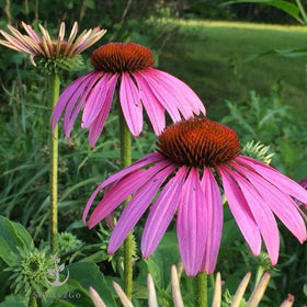 Seeds2Go purple coneflower bloom close-up attracts bees and butterflies for pollinator gardens.