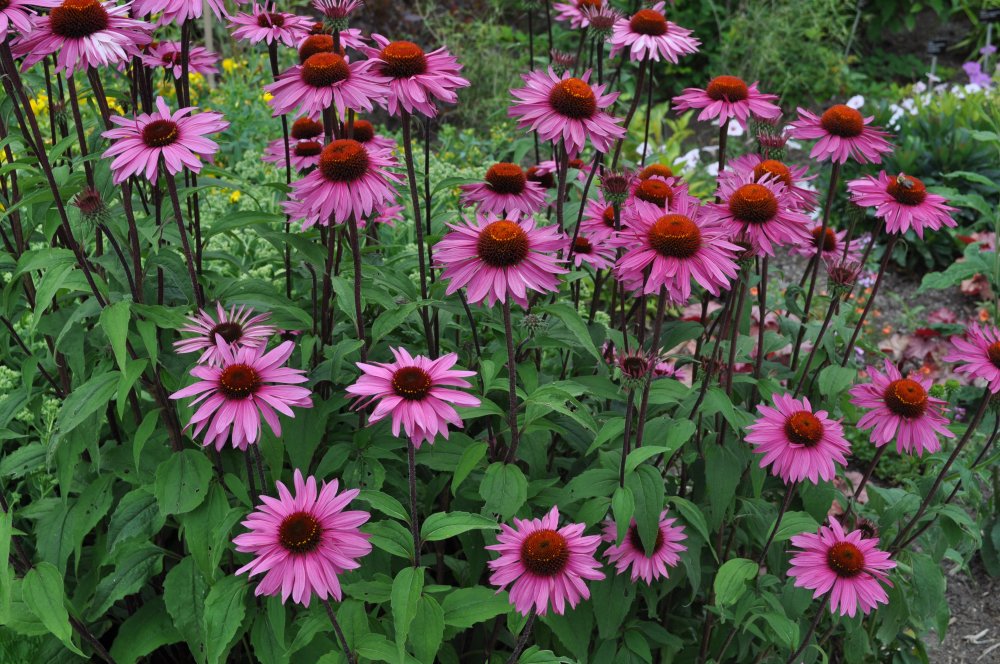 Seeds2Go purple coneflower in garden bed showcases long blooming perennials.