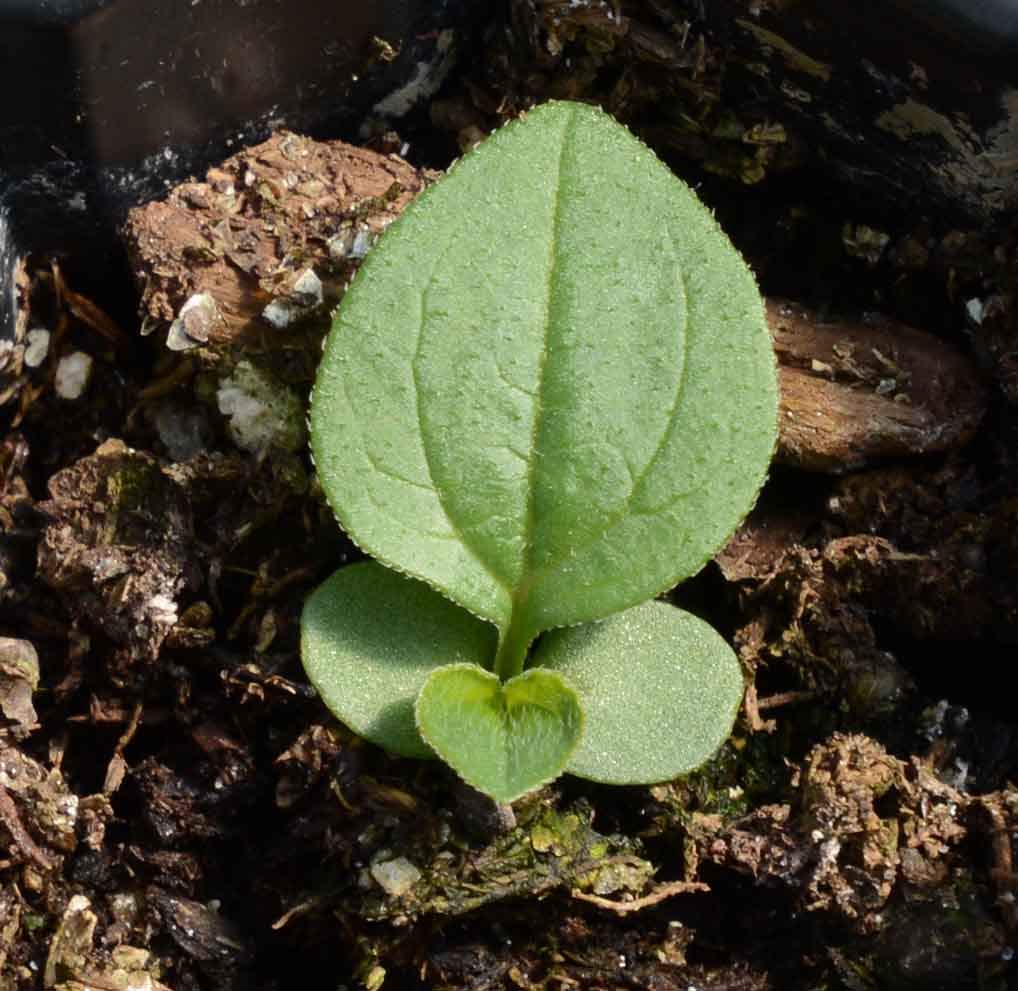 Seeds2Go purple coneflower draws pollinators and supports biodiversity.