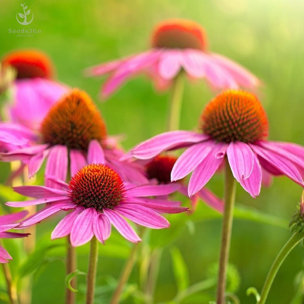Seeds2Go purple coneflower seed packet with 7,500+ seeds for easy sowing.