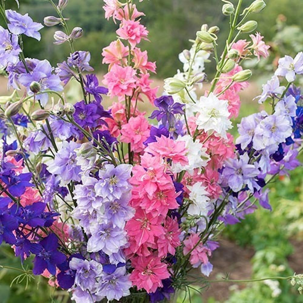 Seeds2Go Rocket Larkspur Imperial Mix blooms enhance fresh bouquets with cut-flower appeal.