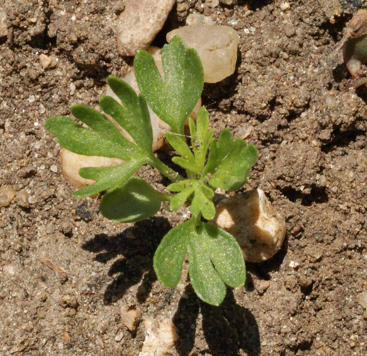 Seeds2Go Rocket Larkspur Imperial Mix seeds are easy to grow in sun or partial shade.