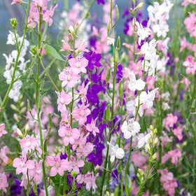 Seeds2Go Rocket Larkspur Imperial Mix colors brighten wildflower meadows and attract pollinators.