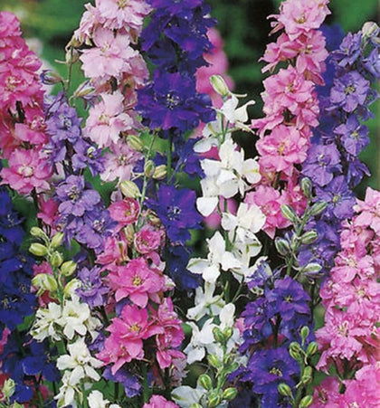 Seeds2Go Rocket Larkspur Imperial Mix spikes add tall color to borders and meadows.