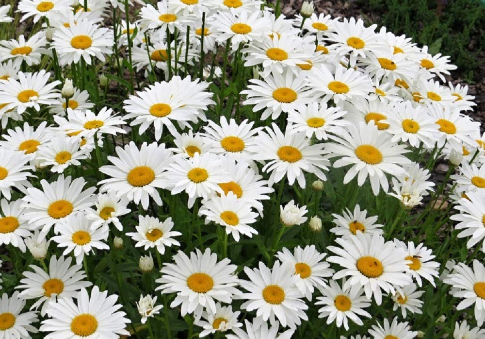 Seeds2Go Shasta Daisy Silver Princess plants form dense colonies for enduring ground cover.