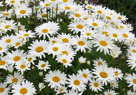 Seeds2Go Shasta Daisy Silver Princess plants form dense colonies for enduring ground cover.