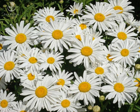 Seeds2Go Shasta Daisy Silver Princess blooms are bouquet-worthy for cutting gardens.