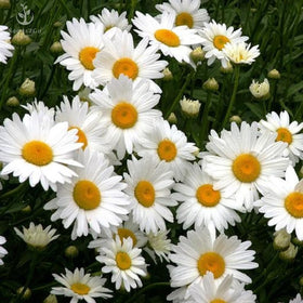 Seeds2Go Shasta Daisy Silver Princess flowers brighten borders with white petals and a sunny yellow center.