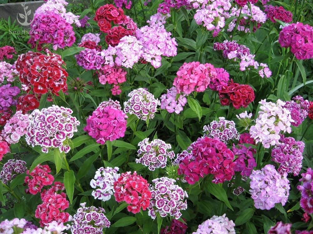 Seeds2Go Sweet William Dianthus clusters in bloom brighten borders