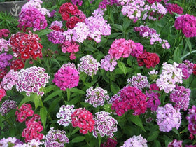 Seeds2Go Sweet William Dianthus clusters in bloom brighten borders