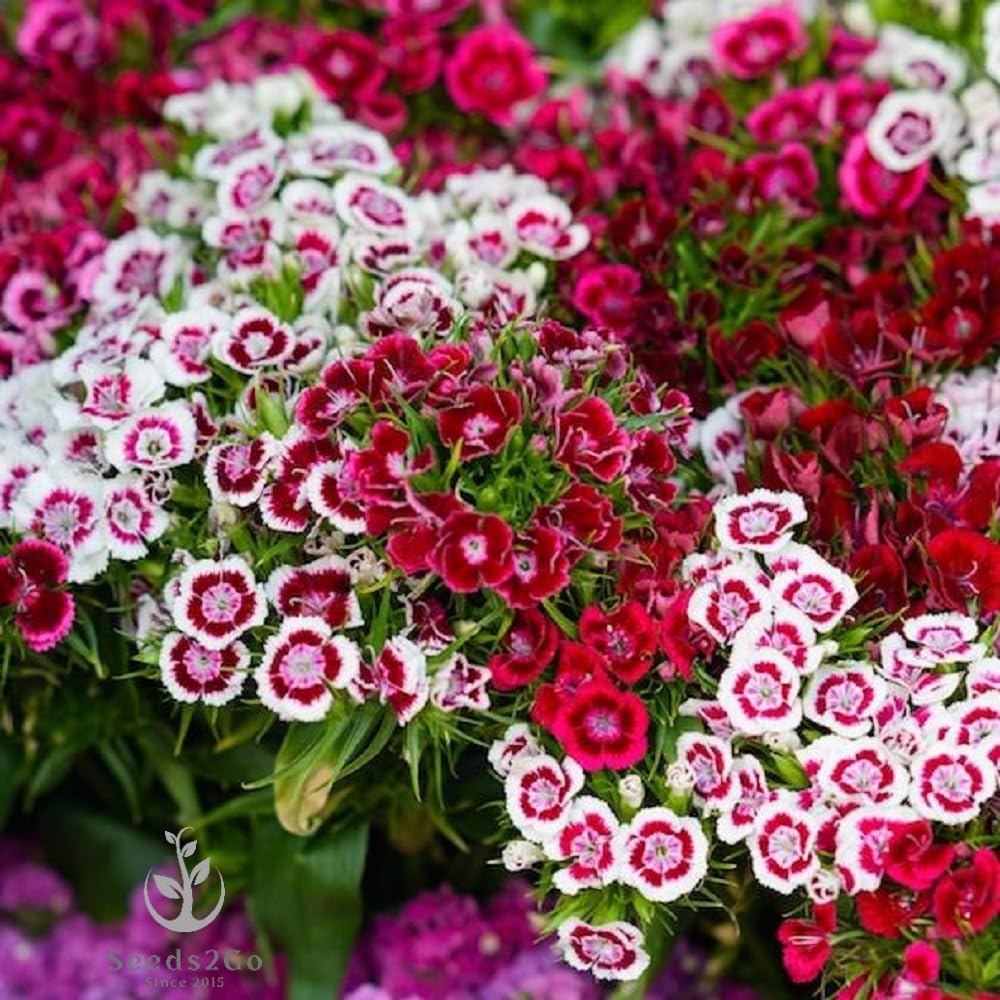 Seeds2Go Sweet William Dianthus fragrant blooms ideal for bouquets