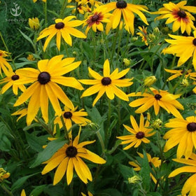 Seeds2Go wildflower meadow featuring Black-Eyed Susan attracting pollinators