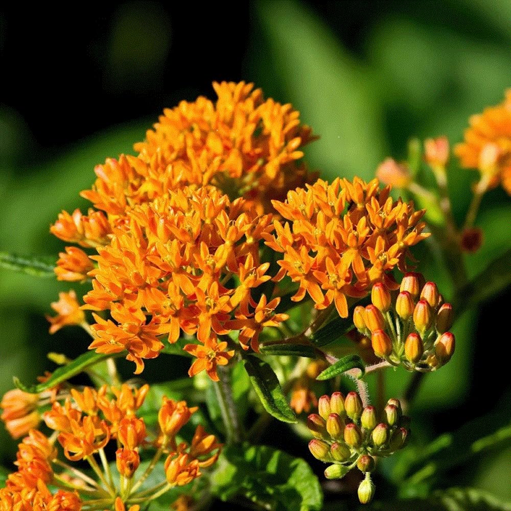 Seeds2Go wildlife-attracting milkweed bloom lures hummingbirds and bees.