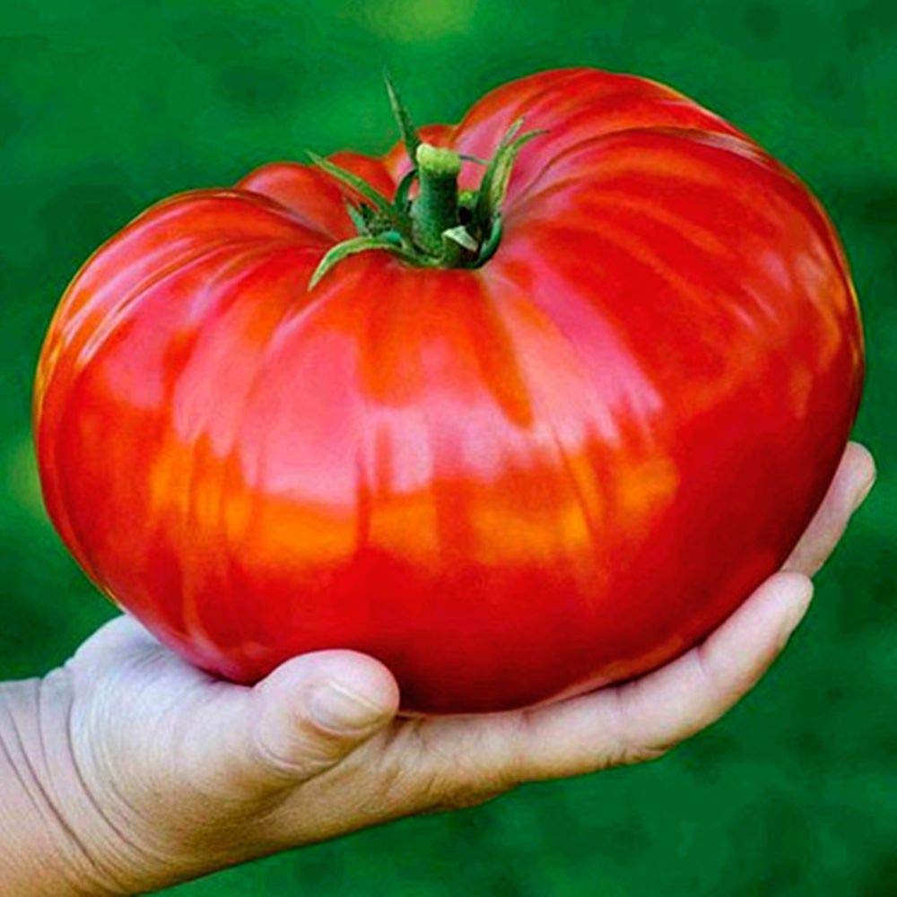 SEEDS4PLANTING Russian Hercules giant tomato seeds for large beefsteak harvest and kitchen use