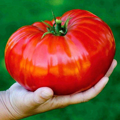 SEEDS4PLANTING Russian Hercules giant tomato seeds for large beefsteak harvest and kitchen use