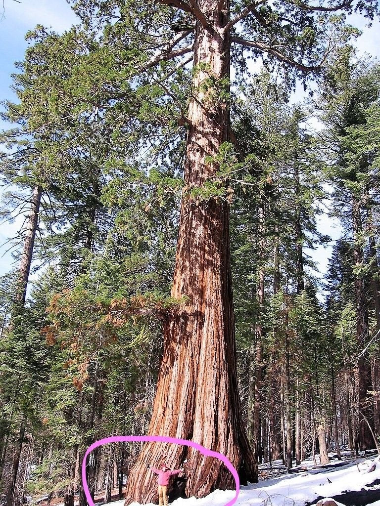 Seedsforbrains Giant Sequoia seed pack front for ready-to-plant ambitions.