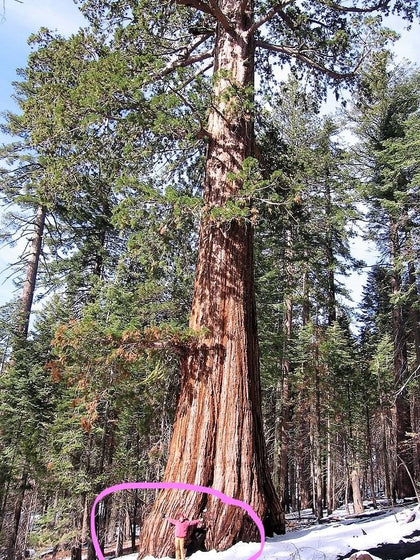 Seedsforbrains Giant Sequoia seed pack front for ready-to-plant ambitions.