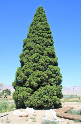 Seedsforbrains Giant Sequoia seed packet open demonstrates easy storage and access.