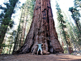 Seedsforbrains Giant Sequoia seedling in pot shows early growth potential.