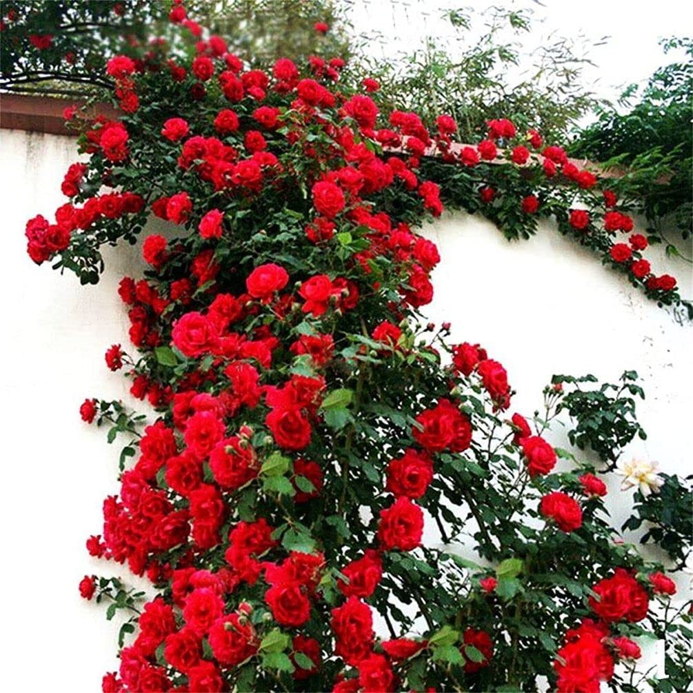 Seeds Of Strength fragrant rose blooms creating a sensory focal point in sunny borders.