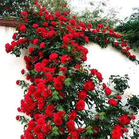 Seeds Of Strength fragrant rose blooms creating a sensory focal point in sunny borders.