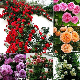 Seeds Of Strength mixed climbing rose seeds on a trellis for a colorful vertical display.