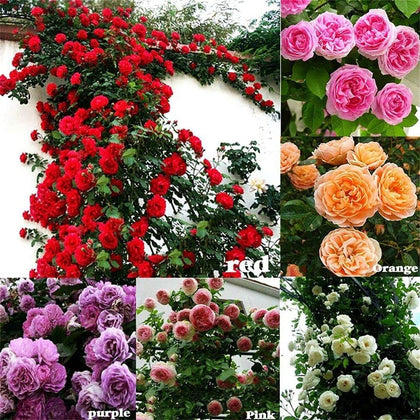 Seeds Of Strength mixed climbing rose seeds on a trellis for a colorful vertical display.
