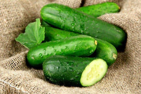SeedsUA close-up dark green cucumber showcasing classic shape